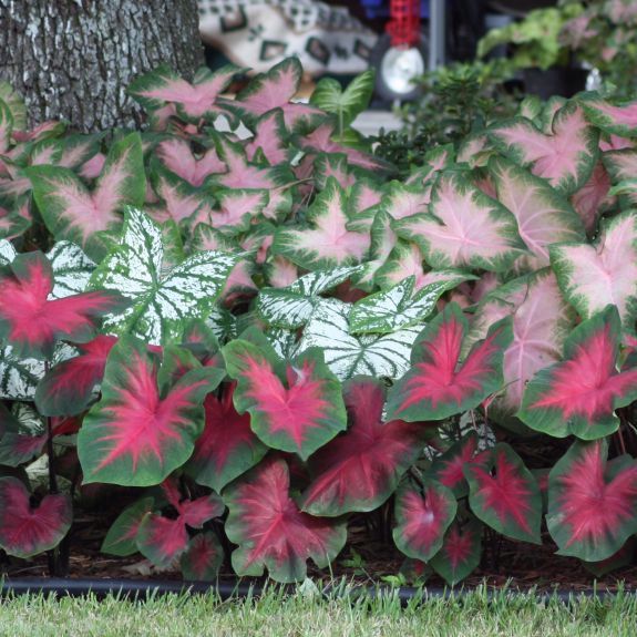 some pink and green plants next to a tree