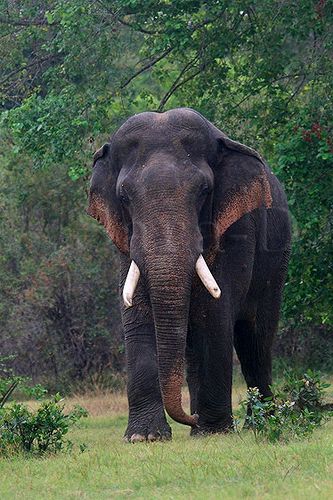 an elephant with tusks standing in the grass next to some trees and bushes