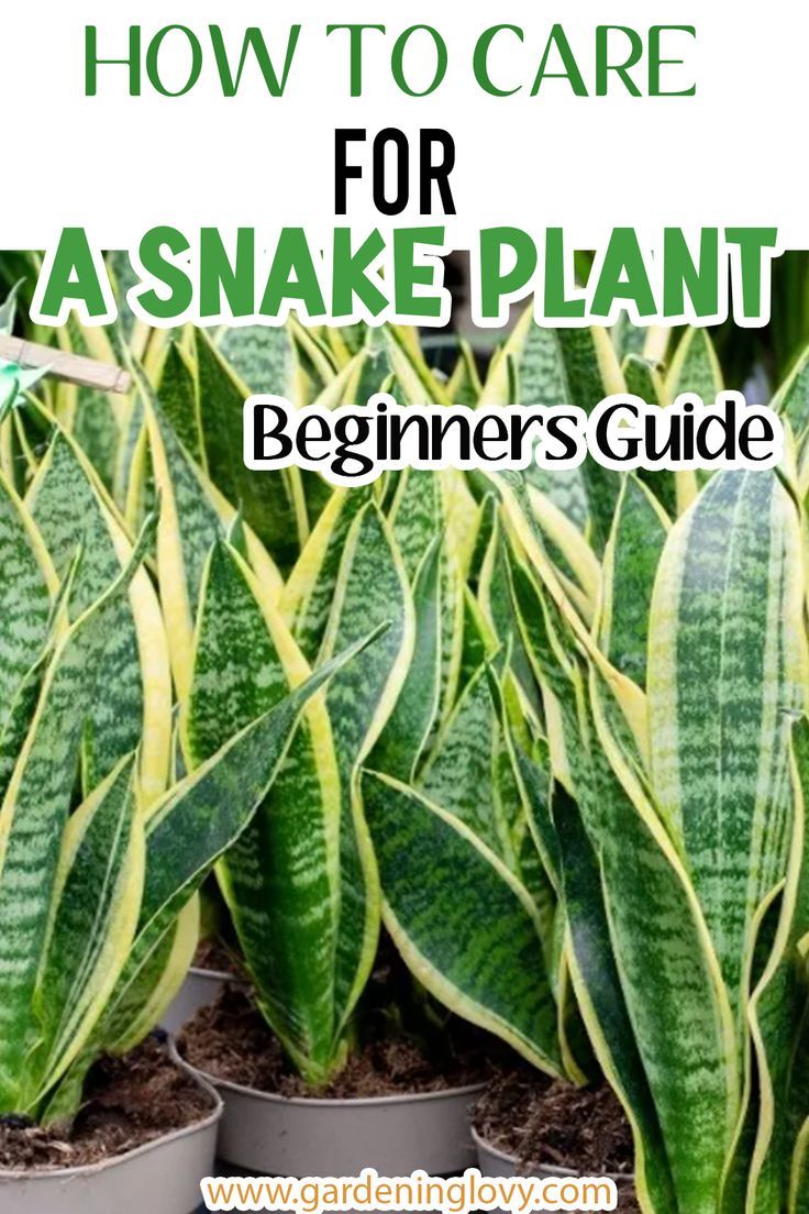 potted plants with text overlay how to care for asnake plant beginner's guide