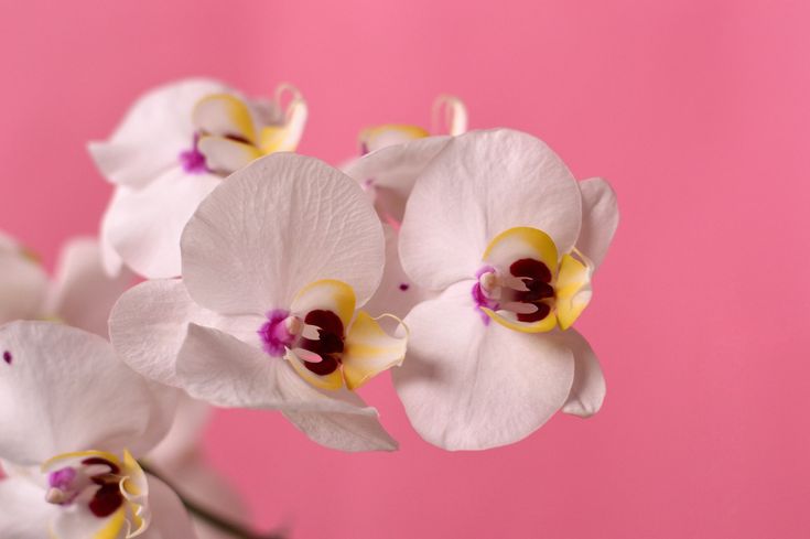 some white and yellow flowers on a pink background