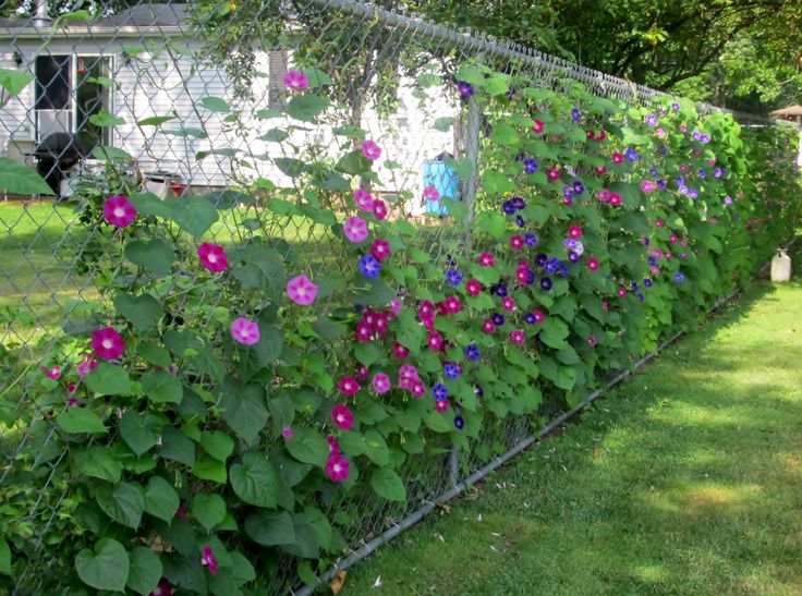 purple flowers growing on the side of a fence