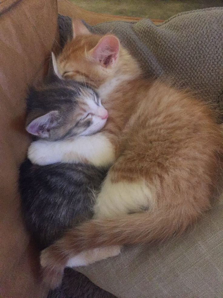 two kittens cuddle together on a couch