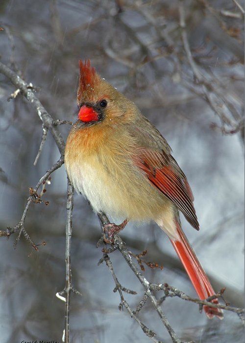 a red and yellow bird sitting on top of a tree branch next to snow covered branches