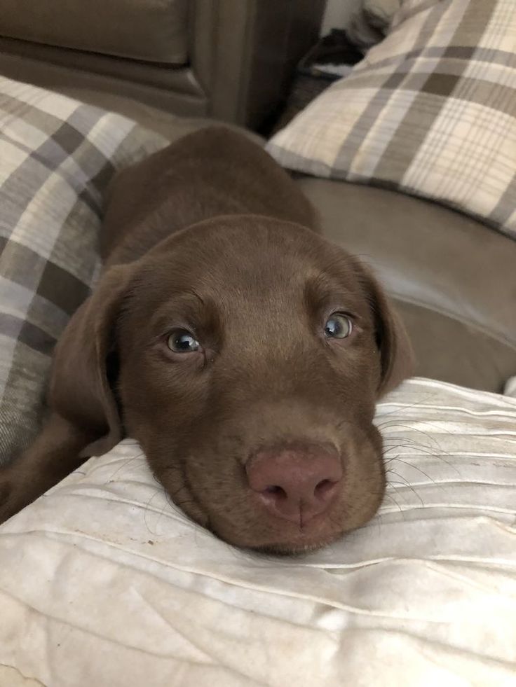 a brown dog laying on top of a bed covered in blankets and pillows with his head resting on the pillow