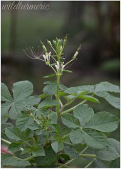 a plant with white flowers and green leaves