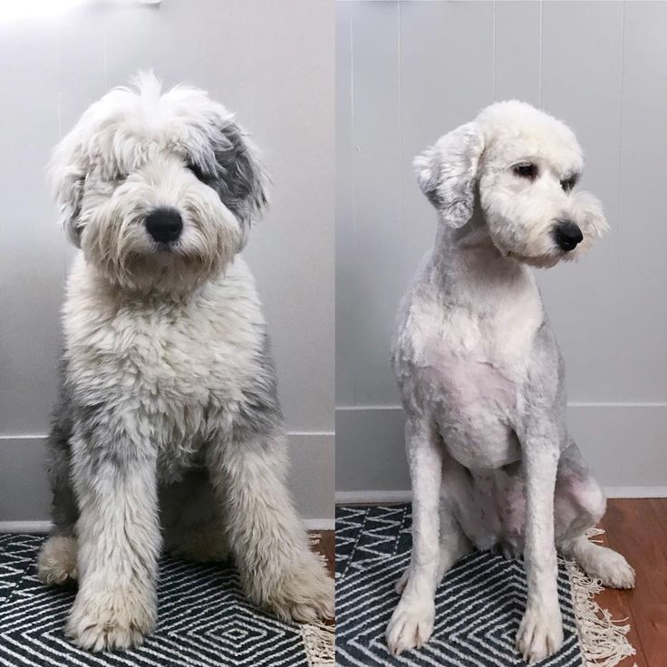 two dogs sitting side by side in front of a wall and one standing on the floor