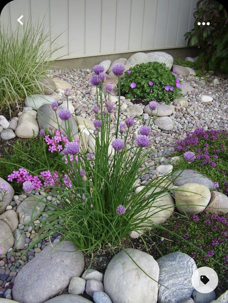 some purple flowers and rocks in a garden