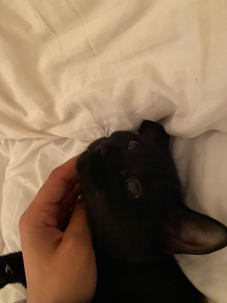 a black cat laying on top of a bed next to a person's hand