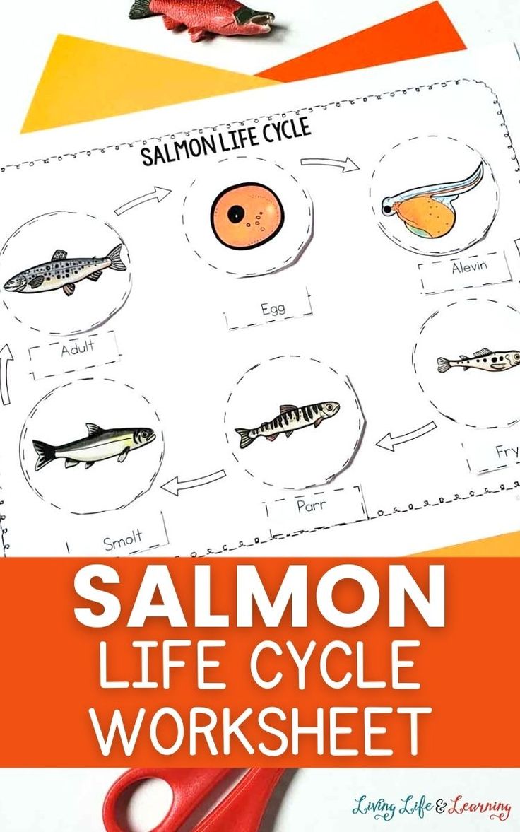 Salmon Life Cycle Worksheet Fish Life Cycle Activities, Salmon Life Cycle Activities, Salmon Activities For Kids, Salmon Life Cycle, Fish Life Cycle, Life Cycle Worksheet, Life Cycles Preschool, Homeschool Science Lessons, Fish Anatomy