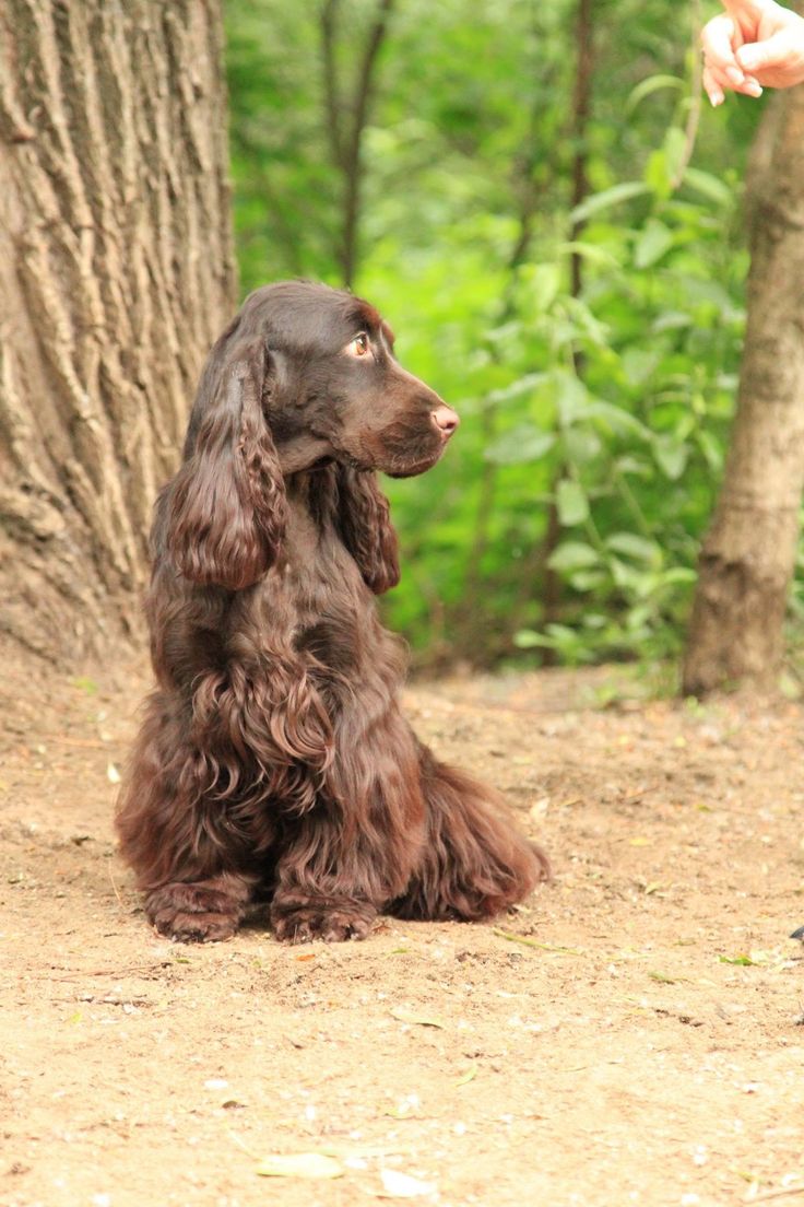 a brown dog sitting on top of a dirt ground next to a forest filled with trees