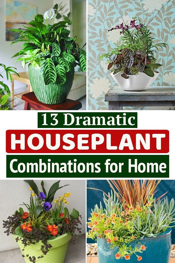 four different types of houseplant are featured in this collage with the words, 13 dramatic houseplant combinations for home