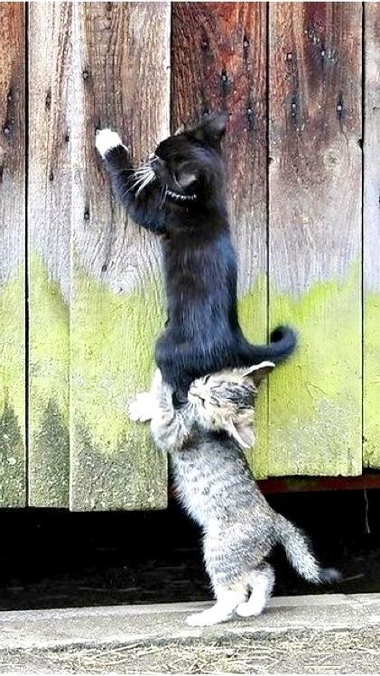 two kittens playing with each other in front of a wooden fence and wall,