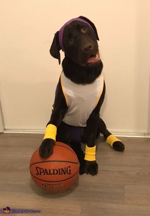 a black dog sitting on the floor with a basketball in it's mouth and wearing a shirt that says spalding