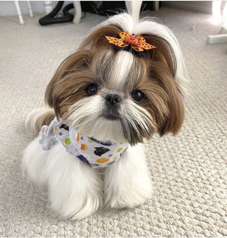 a small white and brown dog with a bow on it's head