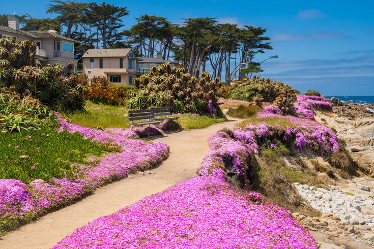 purple flowers are growing on the beach near houses