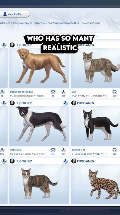 an image of cats and dogs on the webpage