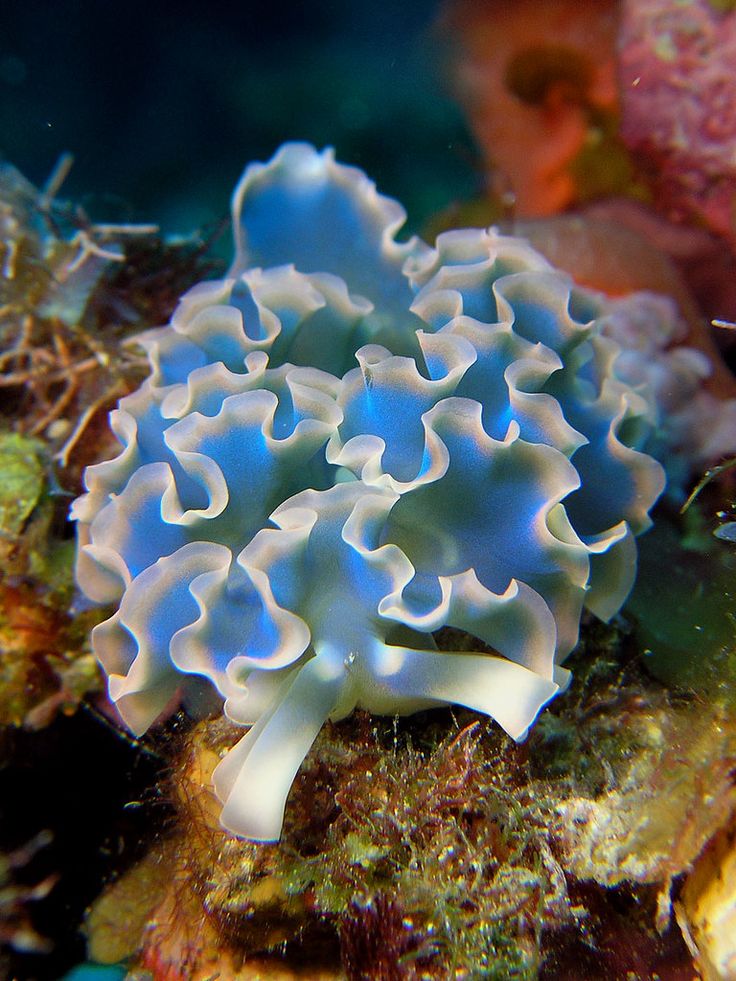 a blue and white sea anemone on the reef