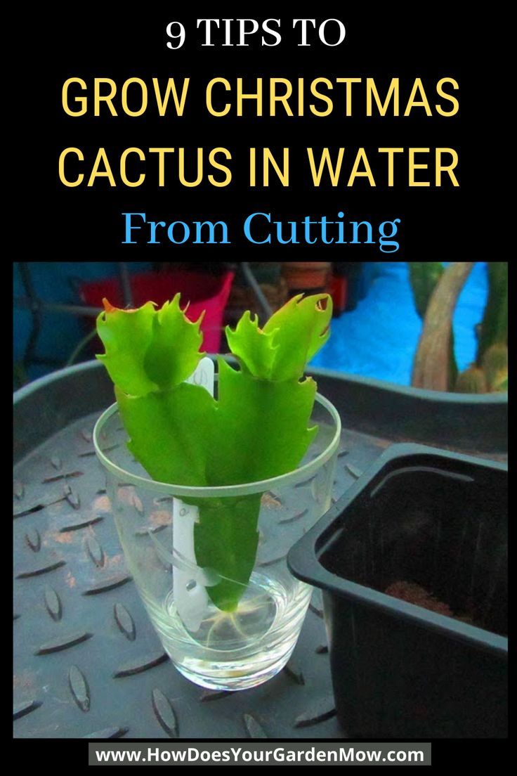 a cactus in a glass vase with the words 9 tips to grow christmas cactus in water from cutting