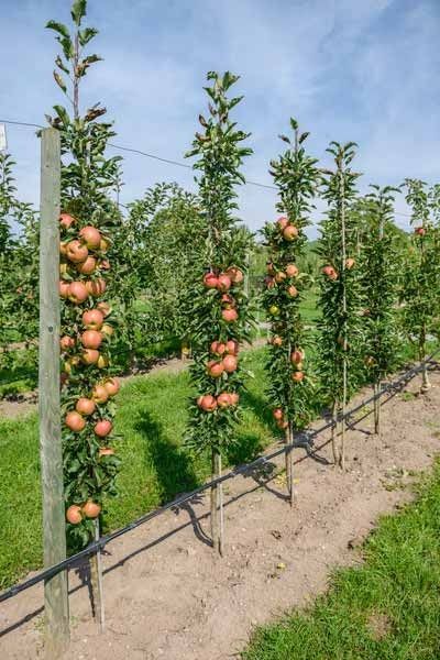 an apple orchard with lots of apples growing on the trees