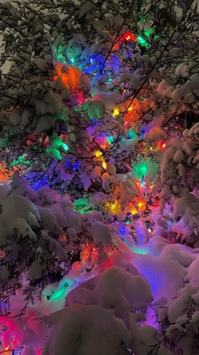 an image of christmas lights on trees in the snow with no leaves or branches around them