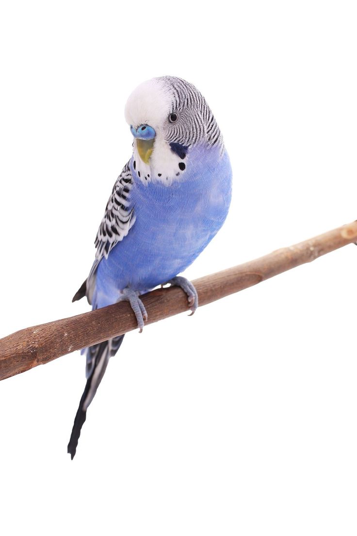 a blue and white parakeet perched on a branch