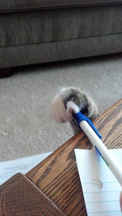 a cat that is sitting on the floor with a pen in it's mouth