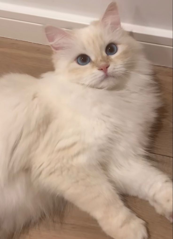 a white cat with blue eyes laying on the floor