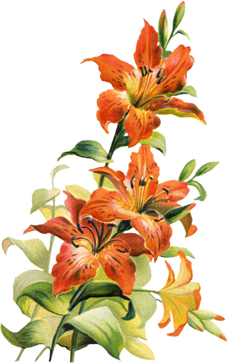 an illustration of orange flowers with green leaves