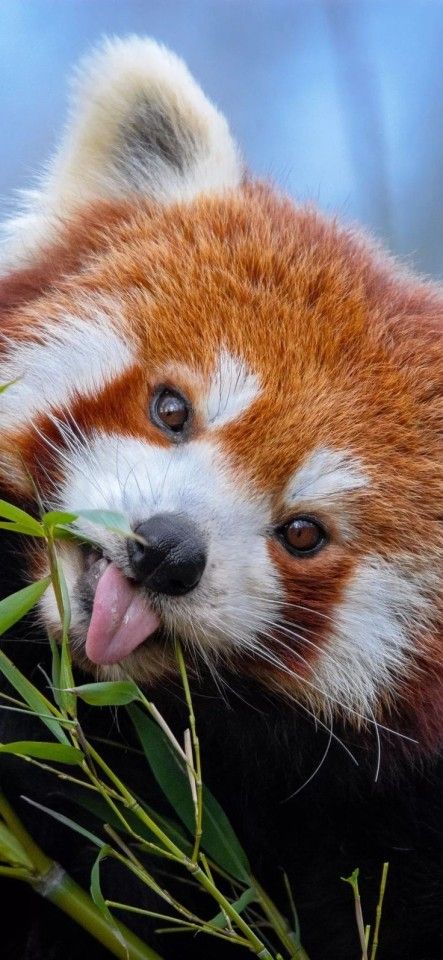 a red panda eating grass with its tongue out