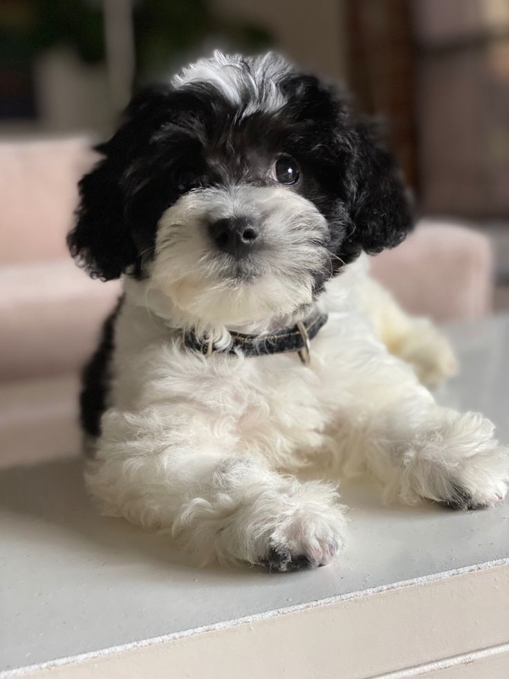 a small black and white dog sitting on top of a table