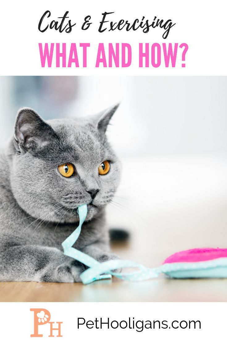 a gray cat laying on top of a wooden floor next to a pink and blue toy