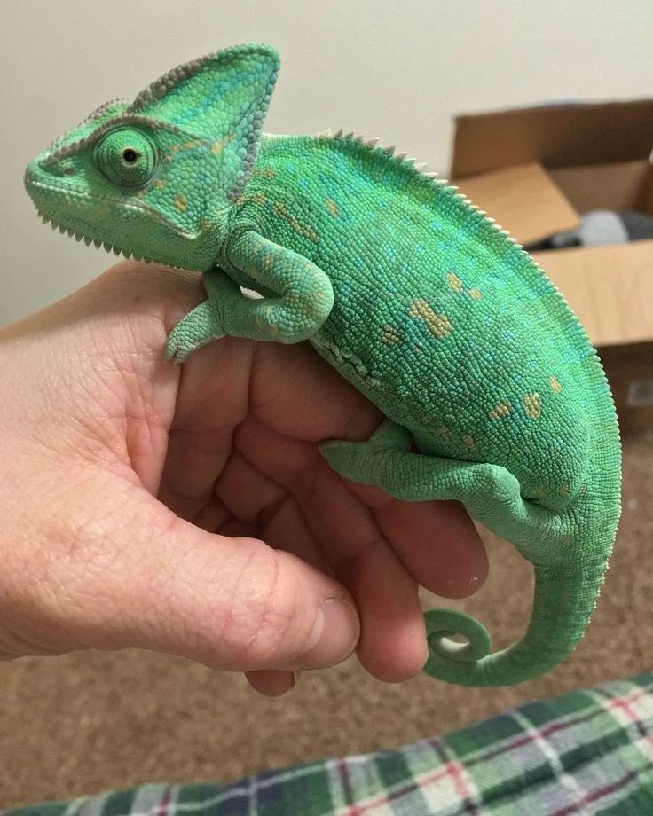 a small green chamelon sitting on top of someone's hand