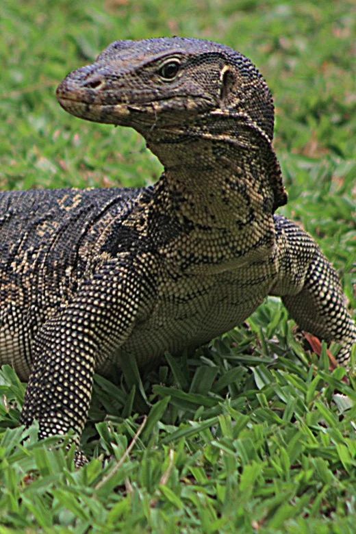 a large lizard standing on top of a lush green field