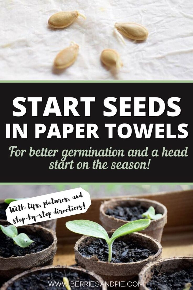 seed seeds in paper towels with text reading start seeds in paper towels for better germination and a head start on the season