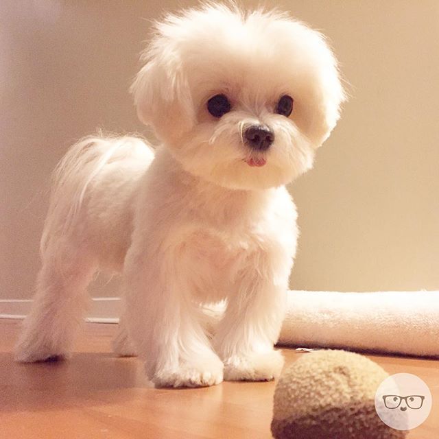 a small white dog standing on top of a hard wood floor next to a wall