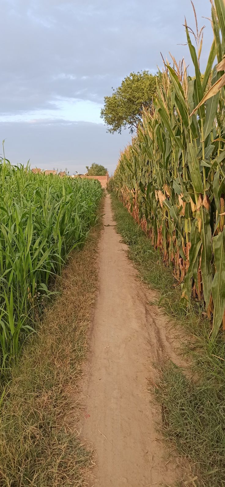 a dirt road between two rows of green corn stalks on either side of the path