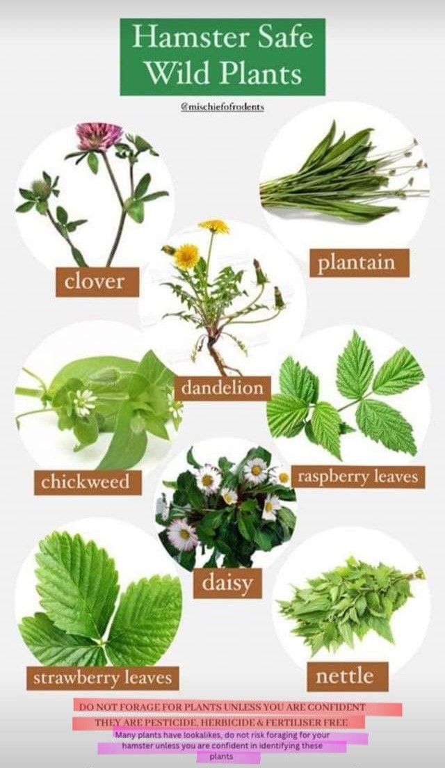 the different types of plants and their names