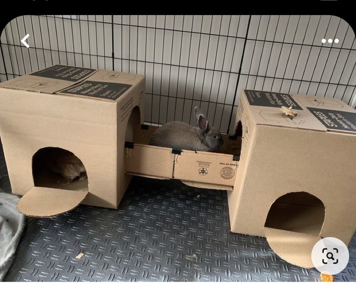 a small animal in a cardboard box on the floor