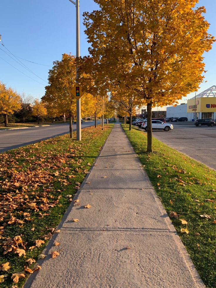 the sidewalk is lined with trees and leaves