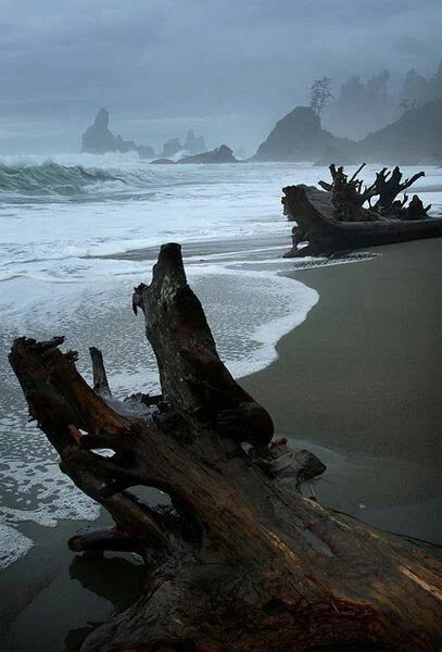 a fallen tree sitting on top of a sandy beach next to the ocean under a cloudy sky