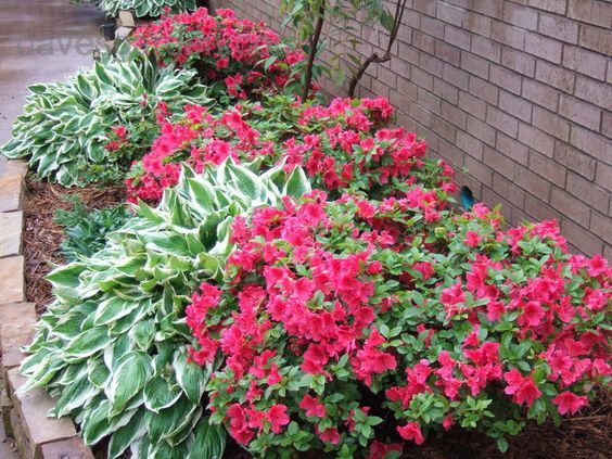 red and green flowers line the side of a brick wall in front of a house