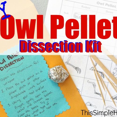 an owl pellet dissection kit with paper, pencils and other items