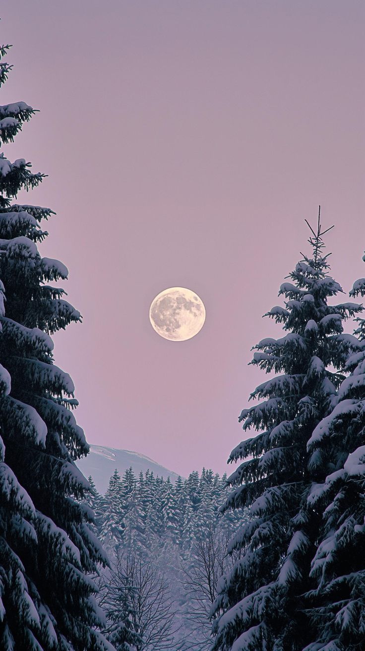 the full moon is seen through the trees in this winter scene with snow on the ground