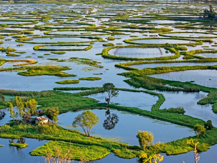 an aerial view of the water and land covered in green plants, surrounded by trees