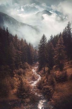 a river running through a forest filled with trees