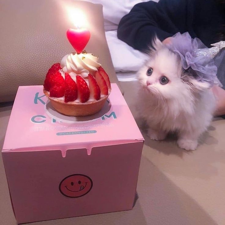 a small white kitten sitting next to a cake with strawberries on it and a lit candle