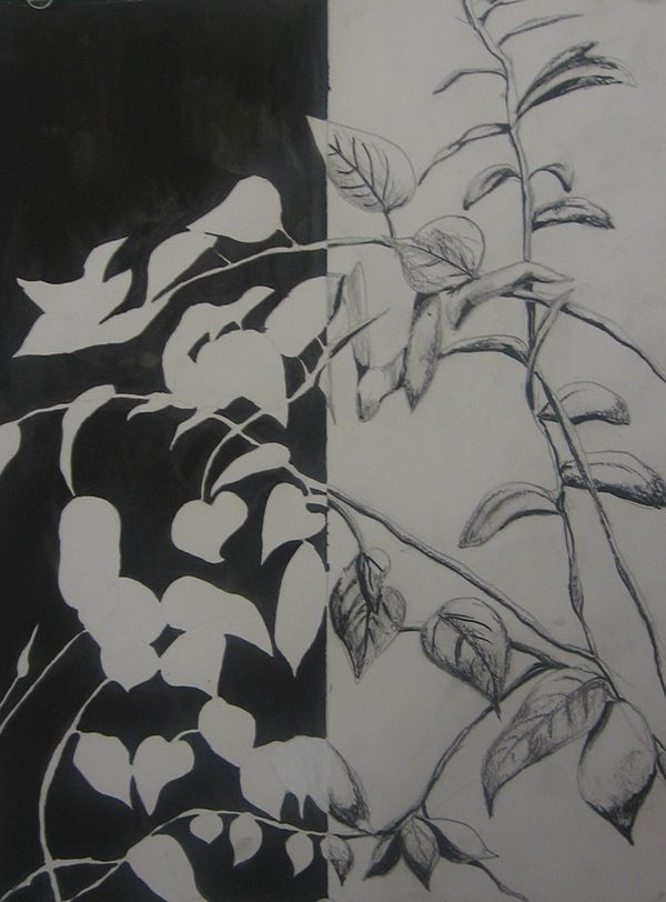 two drawings of leaves and branches on paper, one is black and the other is white