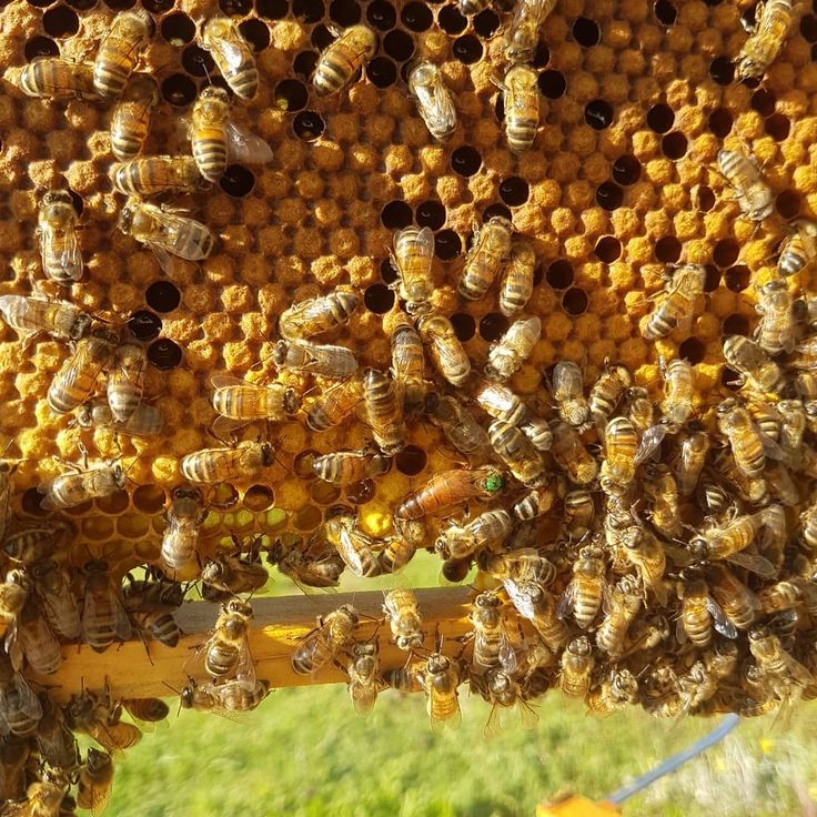 a bunch of bees that are in a beehive