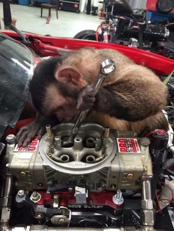 a monkey is sleeping on top of a car engine with caption that reads, an fiat inspection is checking ferrari's 2018 car