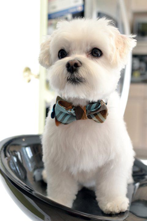 a small white dog with a bow tie sitting on top of a metal tray in a kitchen